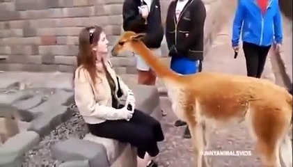 Funny Cats Videos   Funny Videos Animals Remix Compilation   Funny Cat   Funny Animal Videos 2015 (2)