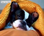 Funny Cute Animal Sleepy Falls Asleep Tired Cat Dog Koala Bear HD Videos Best Cat Video Compilati