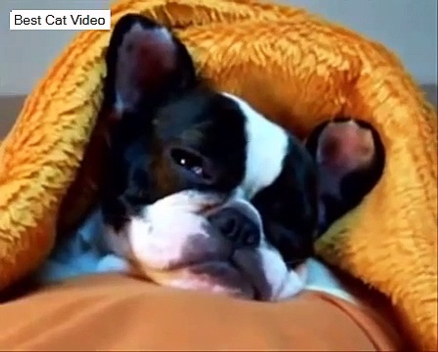 Funny Cute Animal Sleepy Falls Asleep Tired Cat Dog Koala Bear HD Videos Best Cat Video Compilati