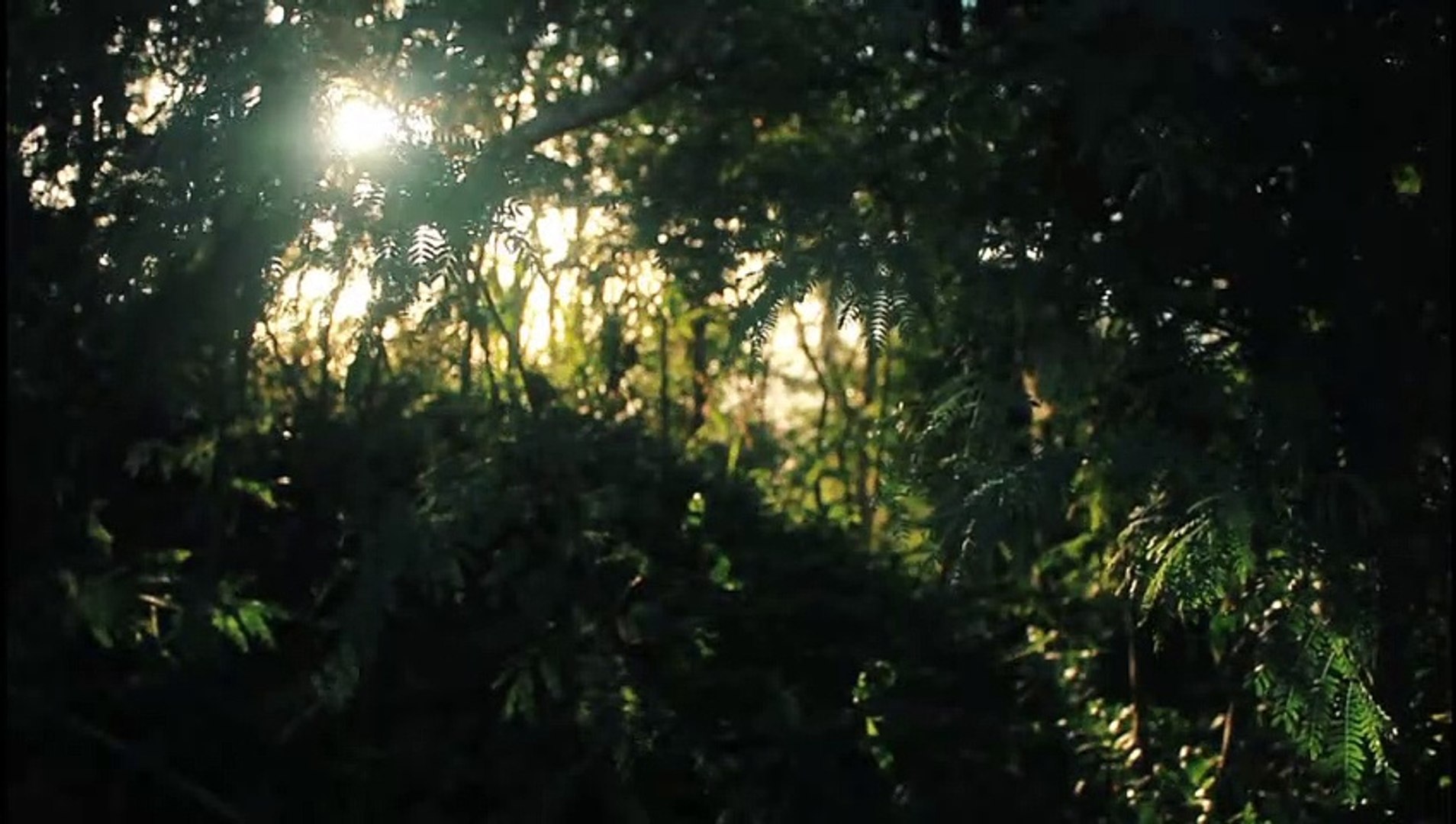 ⁣Bird sounds with a landscape in the forest to rest and feel comfortable