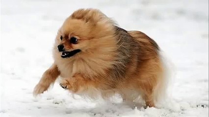Funny dogs and cats playing in the snow - Funny animal compilation