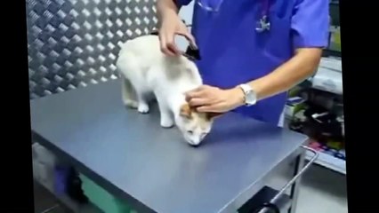 New Funny Videos Cats and Dogs Compilation 2015 Funny Animals part 9