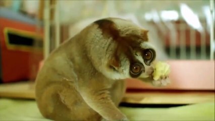 Funny animals 2015 try not to laugh - funny videos animal compilation