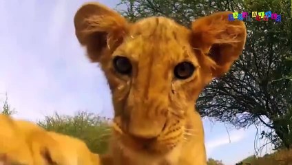 Разные приколы с разными животными. Любопытный львёнок.