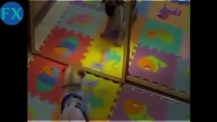 Top Animal Funny Video [ Funny Cats - Dogs - Pets ] Funny Video Collection of HSS - Best New 2015 #1