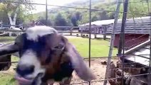 Funny animals - homeless animals - cats video - cute cats video - baby cats video - dogs video - cute dogs - baby dogs -fuuny~