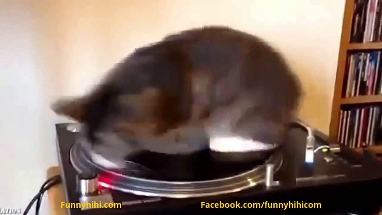 Funny Cats Compilation - Funny Animals Cartoons - Funny Cat Videos - Funny Animal 2015 (2)
