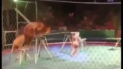 FUNNY ANIMAL ATTACK , Animals Attacking Humans Compilation 2015 (8)