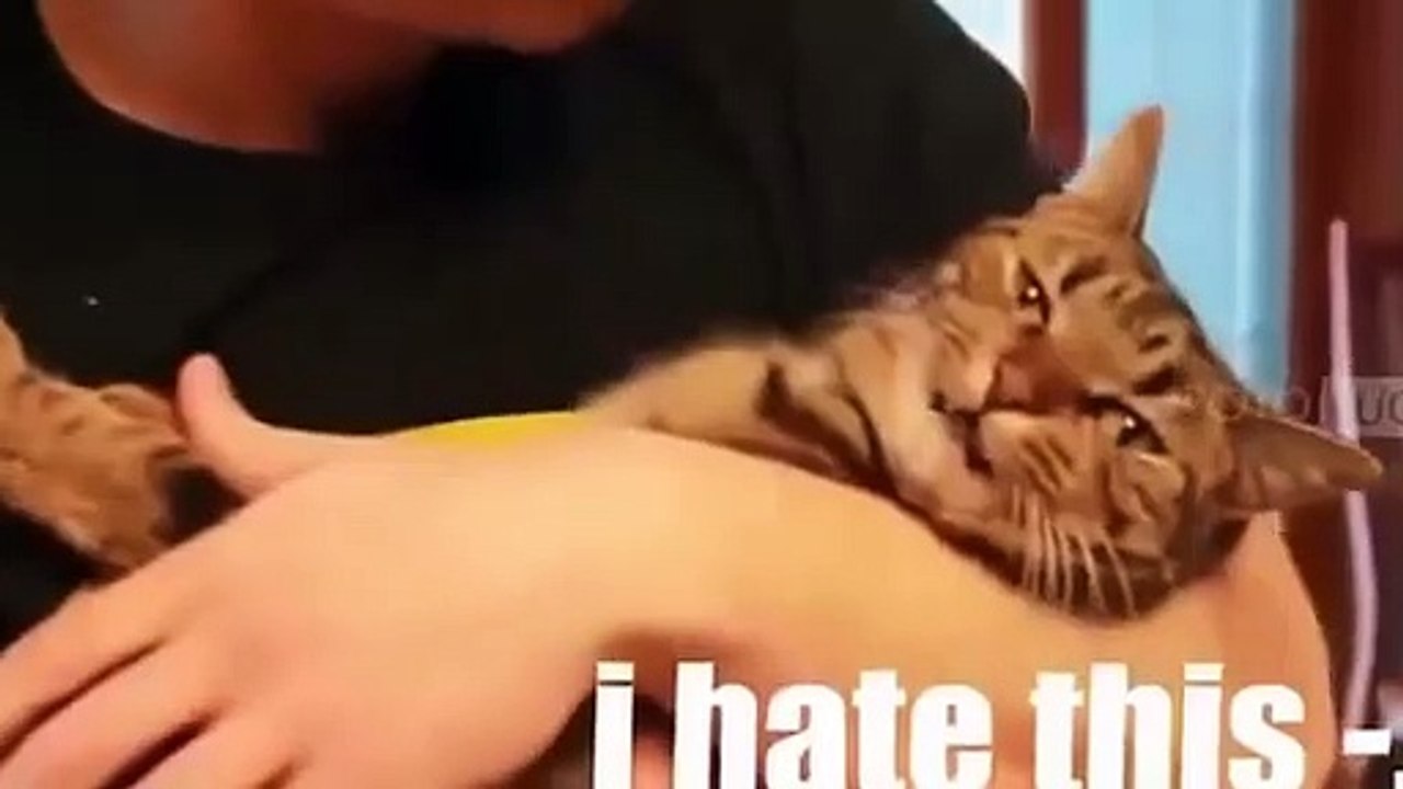 Funny Videos Of Funny Animals Compilation 2015 NEW Funny Animal Vedios 2015 (2)