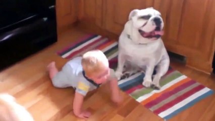 Funny video - Funny Animal - Funny babies with dog Compilation (HD)