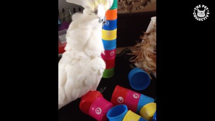 Pets Paying Attention   Funny Pet Compilation (2)