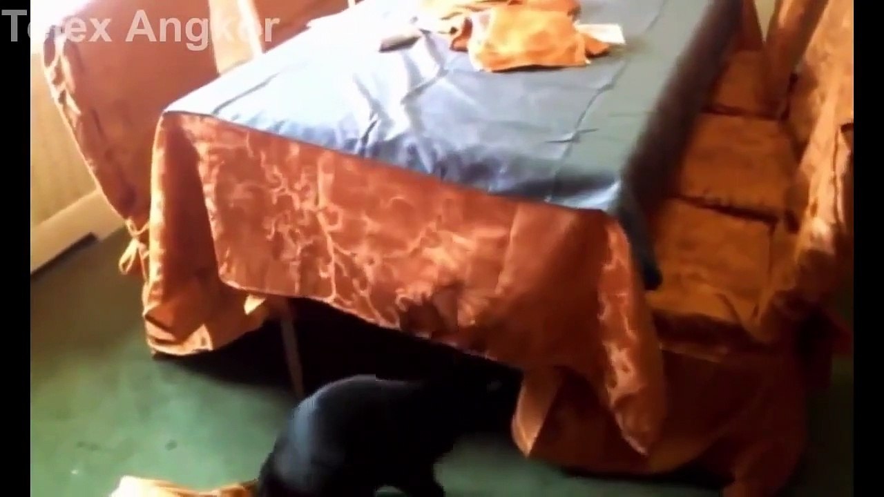Funny Cats  Dogs Video   Funny Cat  Dog videos Compilation 2015   Funny Animal #0011