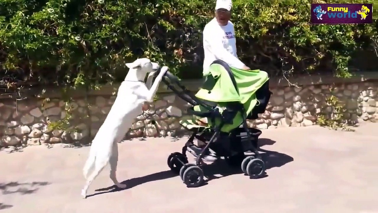 Funny Animal Videos Compilation 2015 720p Funny Videos