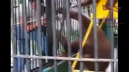 Animals can be so annoying Funny animal compilation