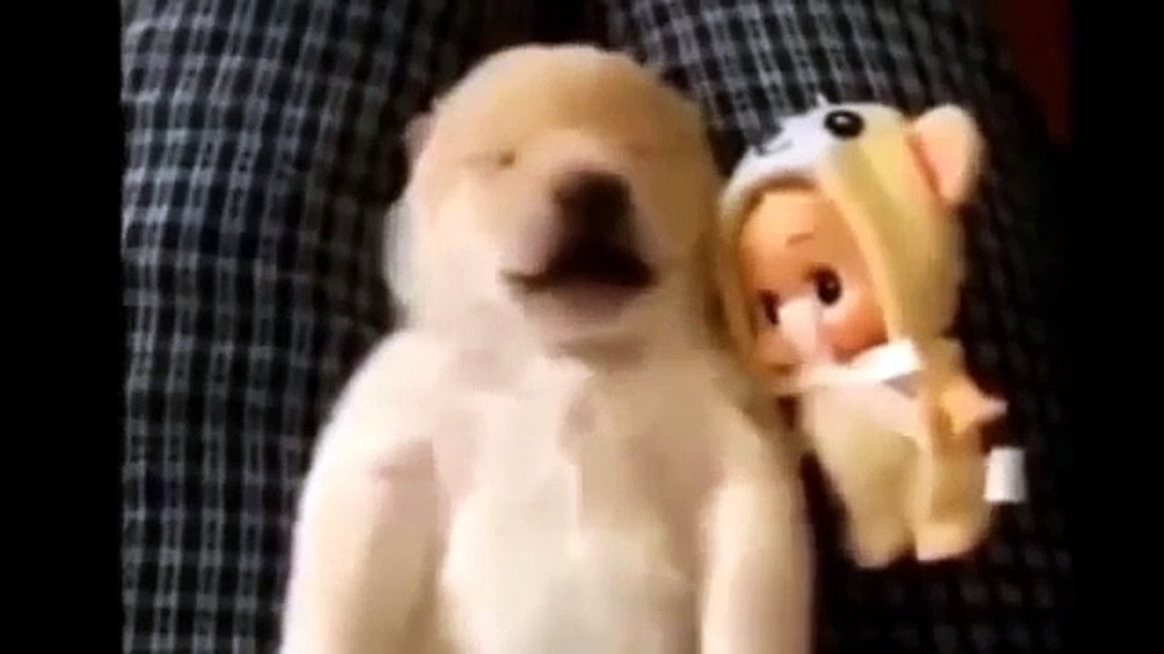 Приколы с животными  Смешные животные  Funny animal (2)