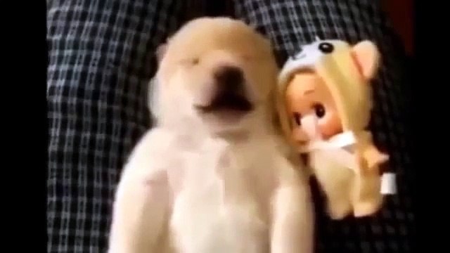 Приколы с животными Смешные животные Funny animal (2)