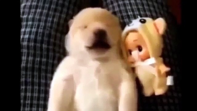 Приколы с животными Смешные животные Funny animal