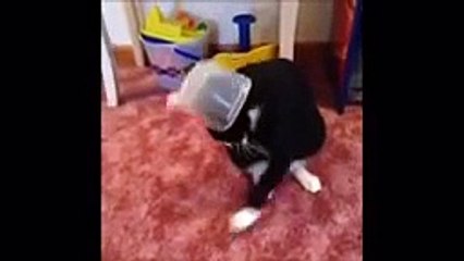 pet and animal vine compilation 2014   funny animals    Topcompilation 1 C455C20BEB3E1E11A230A95B07B