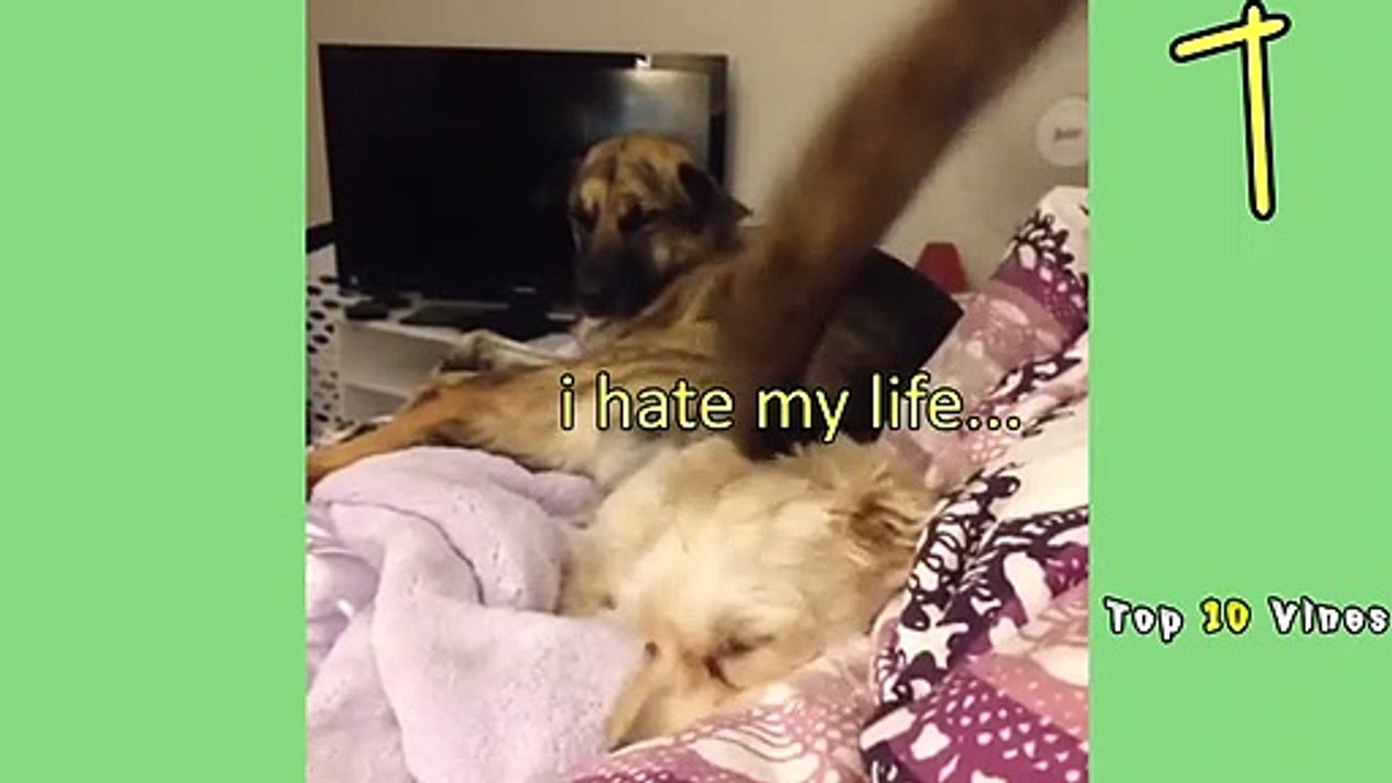 BEST ANIMAL VINES 2014   New Funniest Vines Compilation   August Vine Compilation