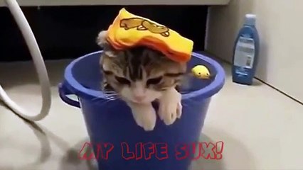 СМЕШНЫЕ КОШКИ   Funny Cats   Funny Animal Videos