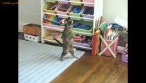 FUNNY VIDEOS- Funny Cats - Funny Animals - Cat Funny Videos - Smart Cats