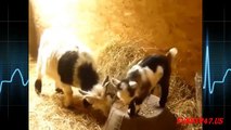 Goats Funny Video With Baby Goats - Love animal