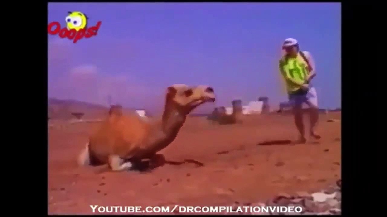 When animal attack human ,rhino, elephant attack funny compilation 2015