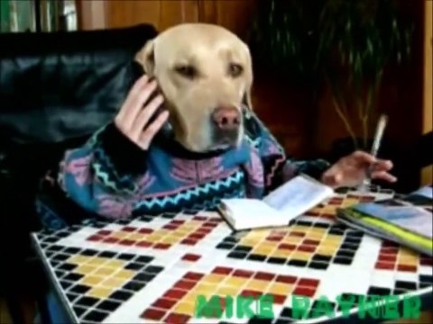 Funny, Clever Cats, Best Pets Compilation, Dog Tricks, Cat & Dogs, Pet Animals Agility (2)