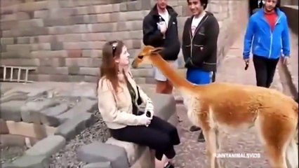 Funny Videos Animals Remix Compilation   Funny Animal Video   Funny Cats Videos   Funny Cat 2015