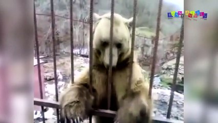 Разные приколы с разными животными. Когда залез в чужое дупло.