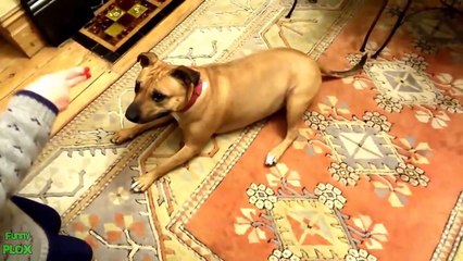 Funny Animals Playing Dead Compilation 2013