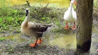 This Goose Seems to Be Going Through a Hard Time, So it Lacks Enthusiasm
