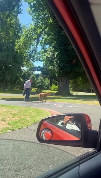 Dog Patiently Waits for Elderly Owner to Cross Street