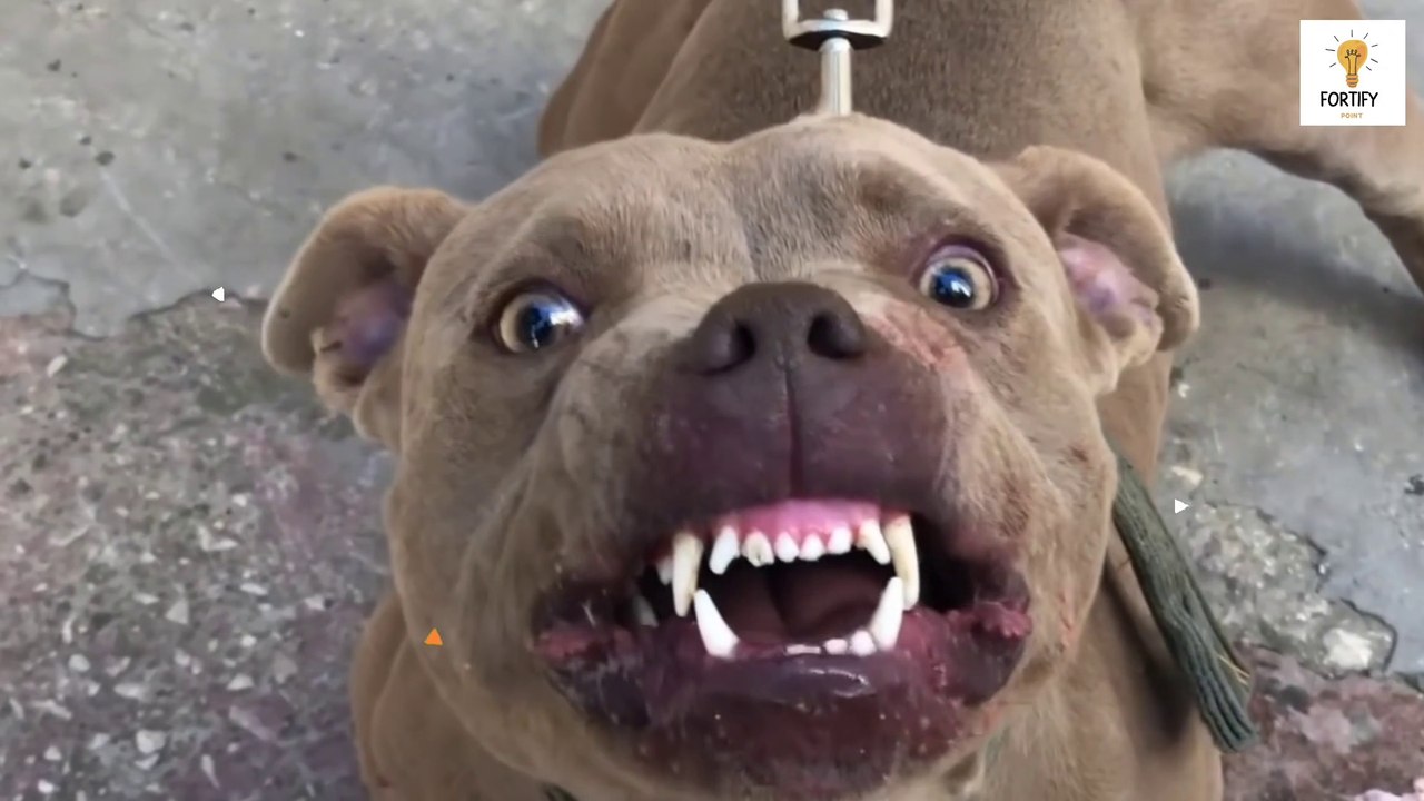 Top 10 most dangerous dog in  the world in hindi | Largest Dog Breeds | duniya ka sabse khatarnak dogs