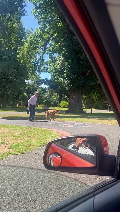 Dog Patiently Waits for Elderly Owner to Cross Street