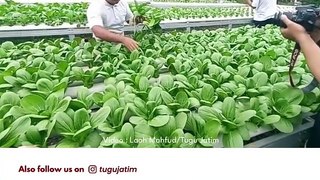 Kisah Wahyu Iqsan, Kembangkan Urban Farming di Tengah Kota Pasuruan