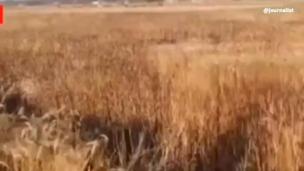 जौनपुर में खेत में हाईवोल्टेज तार गिरने से लगी आग, फसल जलकर राख