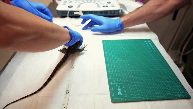 Endangered Komodo dragons hatch in a Spanish zoo