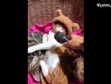 Funny Cats invited to the Dog Party