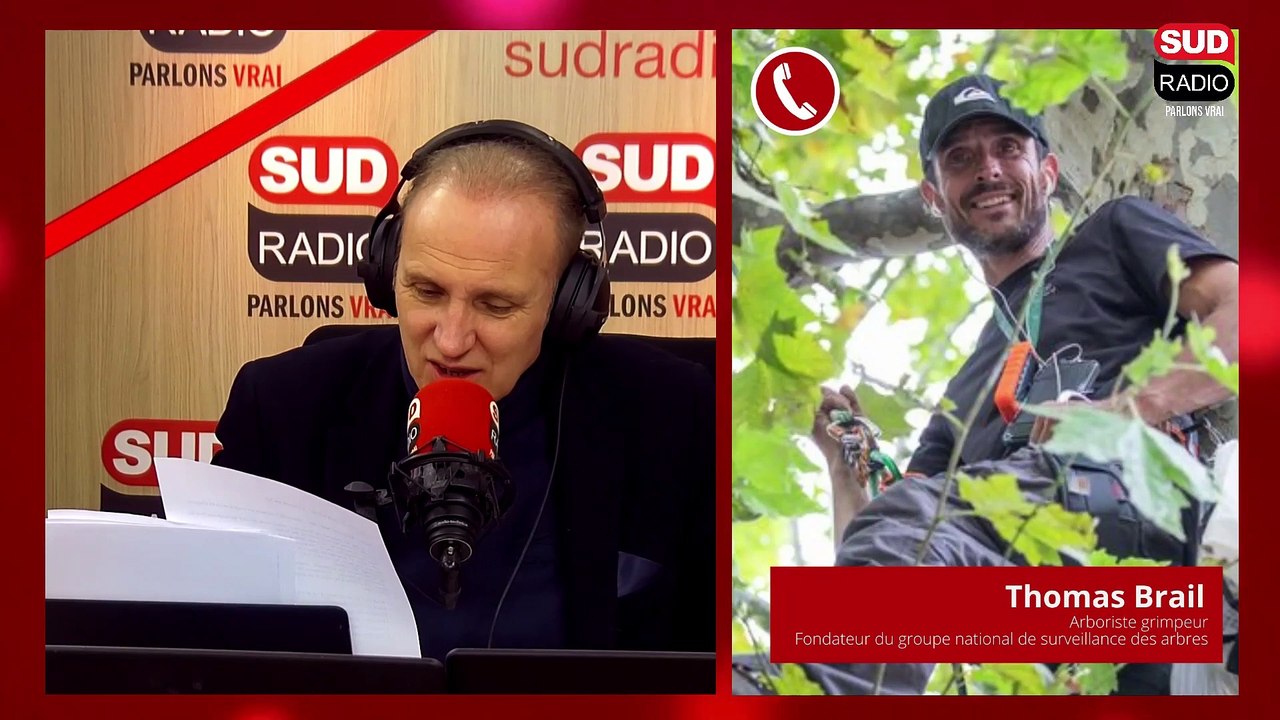 Autoroute A69 : perchés en hauteur, des militants empêchent l'abattage des arbres