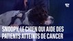 Snoopy, le chien qui travaille dans un hôpital pour accompagner des patients atteints de cancers