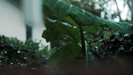 Inner Peace: A Visual and Musical Journey to Relaxation, mind relaxing music, meditation