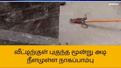 Скачать видео: திருவாரூர்: வீட்டிற்குள் புகுந்த மூன்று அடி நீளமுள்ள நாகப்பாம்பு!