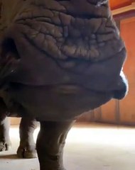 Come give our rhinos company as they eat their breakfast! Rhino boma