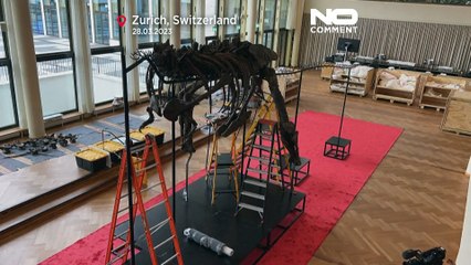 Zurigo: ecco Trinuty, scheletro di T-Rex alto quattro metri