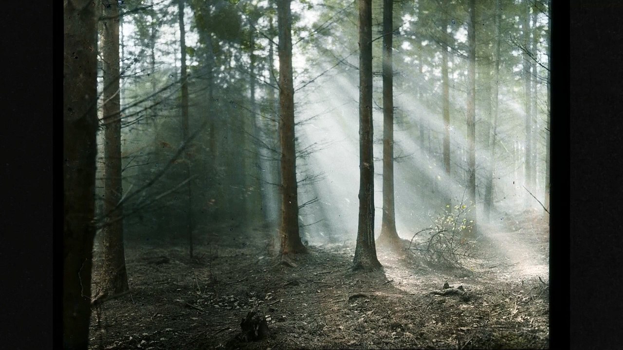 Die toten Vögel sind oben Trailer DF