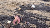 Thousands of starfish and crabs wash up on UK beach in mass die-off