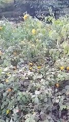 Limited water resources in the forest, there will be crisis in summer