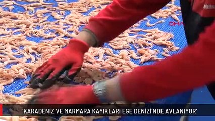 'Karadeniz ve Marmara kayıkları Ege Denizi'nde avlanıyor'