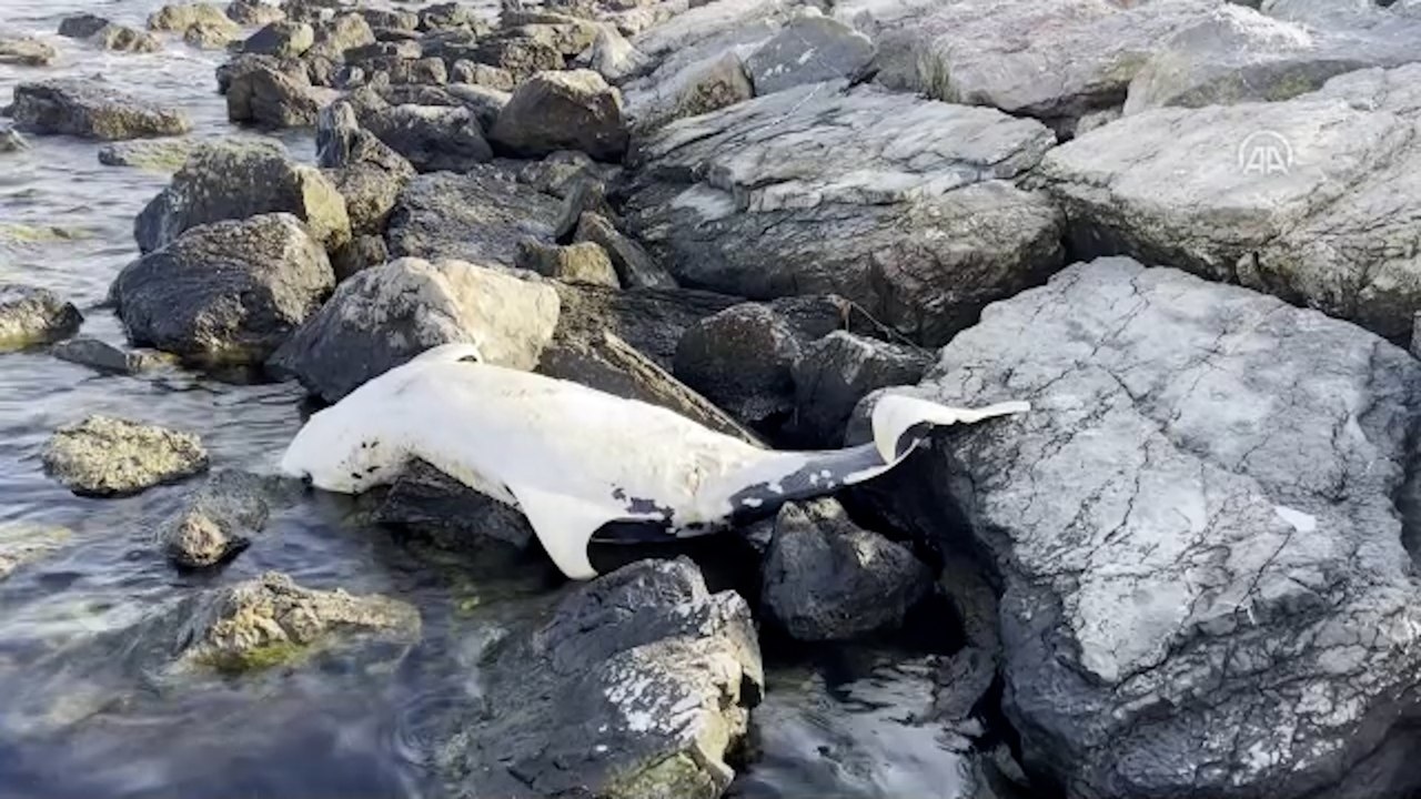 Ölü yunus sahile vurdu